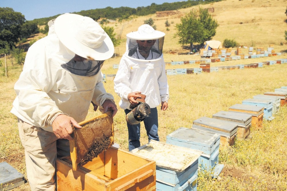 The honey harvest of the hives in Bingu00f6l plateaus continues.