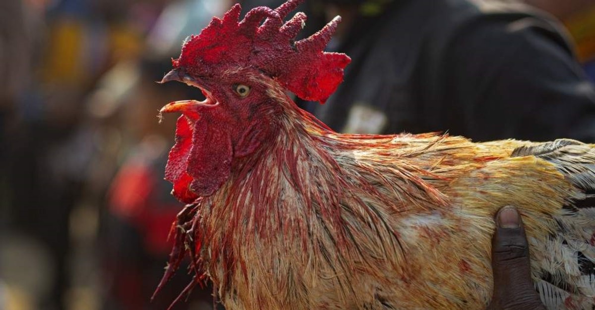 Rooster With Blade Kills Man At Cockfighting Event In India Daily Sabah