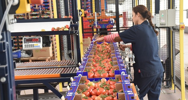 أنقرة ترفض قيوداً وضعتها روسيا على الشركات التركية المصدرة للطماطم