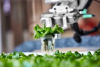 Robot Angus grows green vegetables such as lettuce, garlic chive, cilantro and basil.