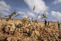Young desert locusts that have not yet grown wings jump in the air as they are approached by a visiting delegation from the Food and Agriculture Organization (FAO) in the desert near Garowe, in the semi-autonomous Puntland region of Somalia, Feb. 5, 2020 (AP Photo)