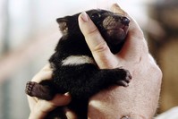 An unnamed male Tasmanian Devil cub receives a health check in his enclosure at Sydney's Taronga Zoo (Reuters File Photo)