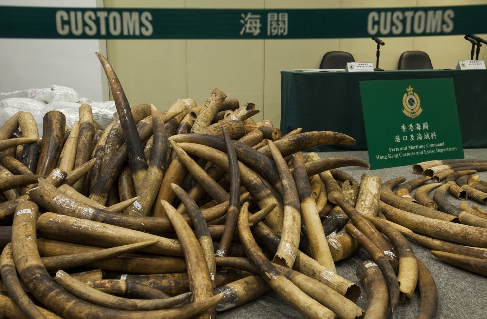 It is estimated that 7,200 kg of ivory,  representing between 700 and 1,000 dead  elephants, was seized at Hong Kong customs.