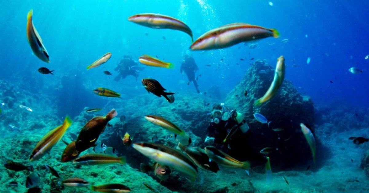 Marine life in Turkey's seas are in danger due to invader species coming from the Red Sea.