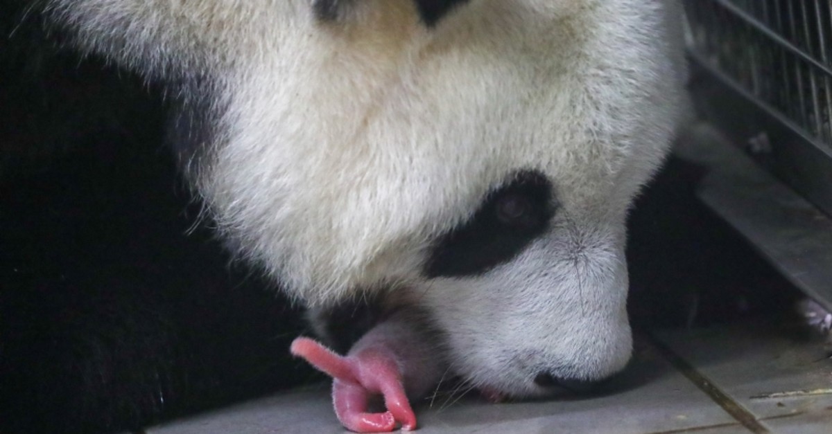 A newborn twin panda cub is seen at the Pairi Daiza wildlife park, a zoo and botanical garden in Brugelette, Belgium, Aug. 9, 2019 (Reuters Photo)