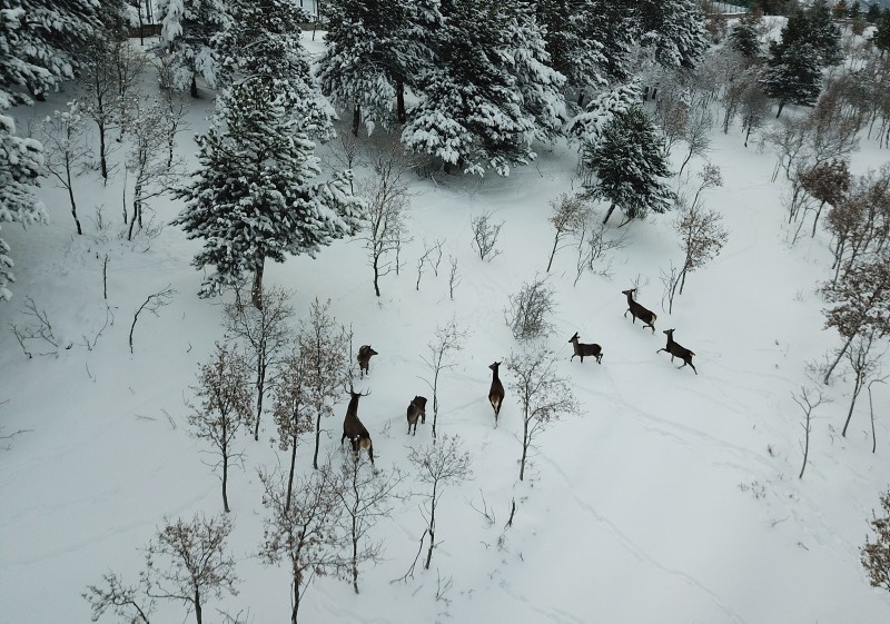 Winter beauties in Turkey's first fauna display area