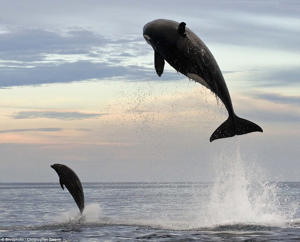 Orcas share similar characteristics with humans, chimpanzees | Daily Sabah