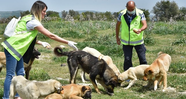 متطوعون يطعمون الحيوانات الشاردة وسط الإغلاق العام في تركيا
