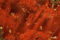 Haematite tubes from the NSB hydrothermal vent deposits in Quebec, Canada that represent the oldest microfossils and evidence for life on Earth are pictured in this undated handout photo obtained by Reuters March 1, 2017