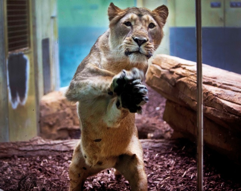 A lion mother jumps against the window of her enclosure to protect her babies against visitors at the zoo in Frankfurt, Germany, Wednesday, May 30, 2018 (AP Photo)