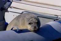 A Mediterranean monk seal rescued from fish nets in Karaburun, ?zmir. (DHA Photo)