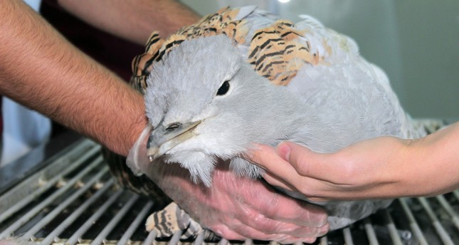 world s heaviest flying bird the endangered bustard found in