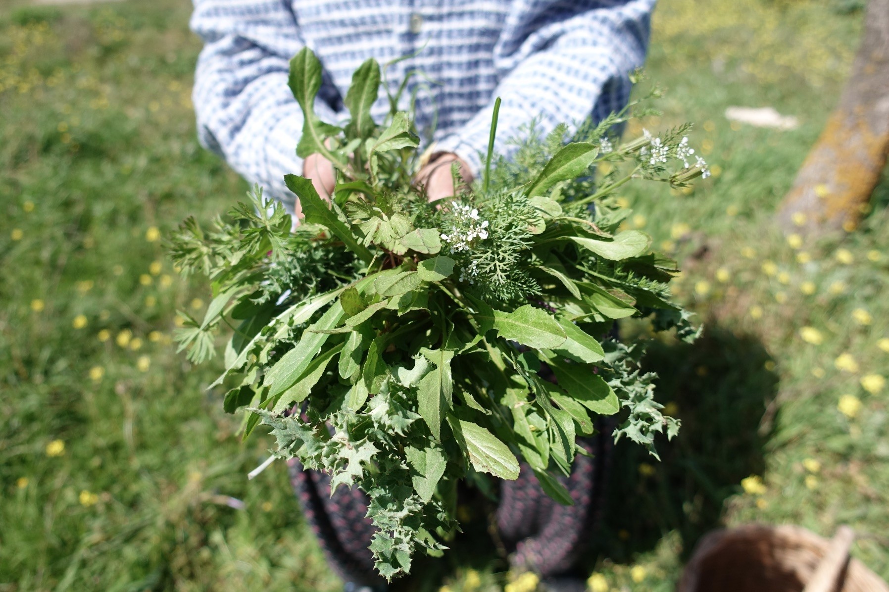 A variety of herbs grown in the Aegean will be displayed and sold during the festival. Participants will also have a chance to learn how to use and cook these herbs at a number of workshops.