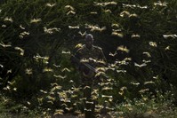 A ranger is surrounded by desert locusts as he and a ground team relay the coordinates of the swarm to a plane spraying pesticides, Nasuulu Conservancy, Feb. 1, 2020. (AP Photo)