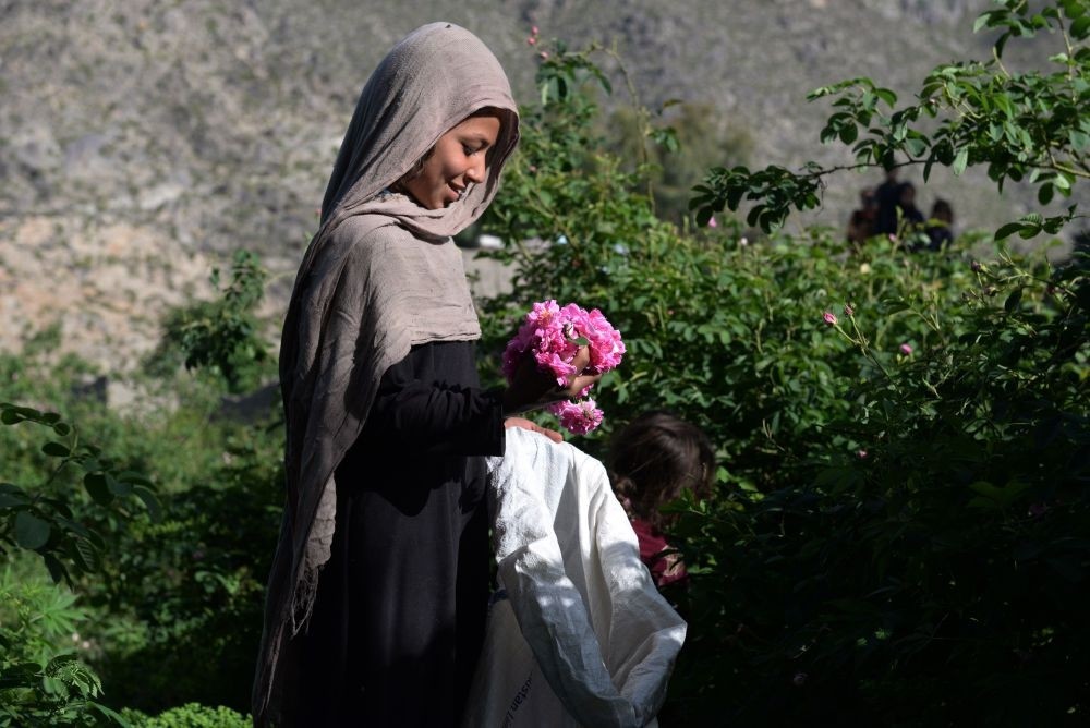 An Afghan farmer harvests rose petals in a rose garden near Jalalabad.