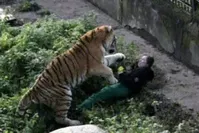 An onlooker snapped this photo of tiger attacking a Russian zookeeper (Reuters Photo)