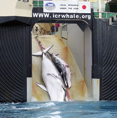 This file photo shows a mother whale and her calf being dragged on board a Japanese ship after being harpooned in Antarctic waters.