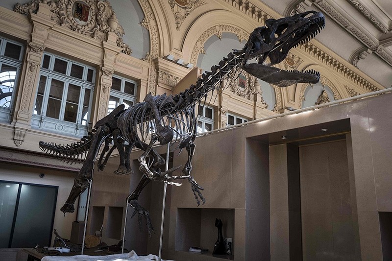 The skeleton of an carnivorous dinosaur ,still unknown, is displayed on March 14, 2018, at the Aguttes auction house, located in the former Brotteaux railway station in Lyon. (AFP Photo)