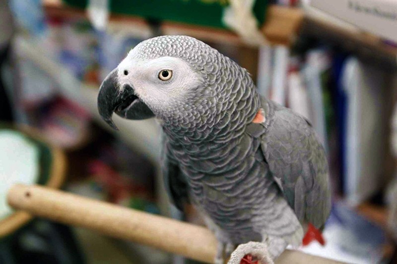 African Grey parrots have been assessed as the world's cleverest creature. (AP Photo)