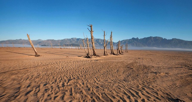 Tree trunks rise from the sand in Cape Town, South Africa where a dam used to be located.