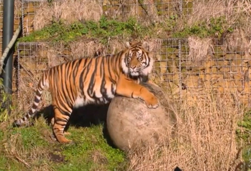 This image taken from video and made available by London Zoo, shows Sumatran tiger named Asim at London Zoo, Wednesday Jan. 30, 2019. (AP Photo)
