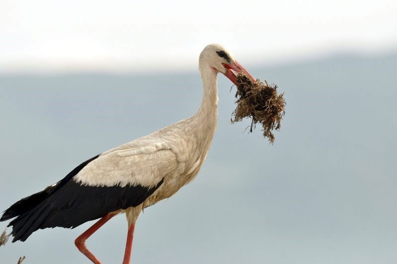 Setting out on their journey from Africa northward every spring, storks somehow end up on the same post, minaret or chimney.