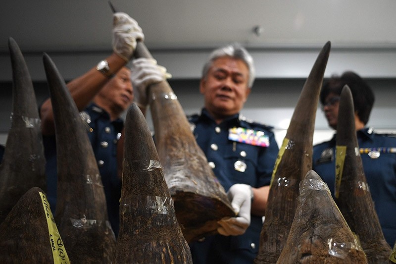 Malaysian Airports Customs Director Hamzah Sundang (C) displays seized Rhino horns during a press conference at the Customs Complex in Sepang on April 10, 2017. (AFP Photo)