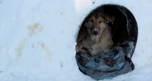 Erzurum: Iglos für frierende Hunde