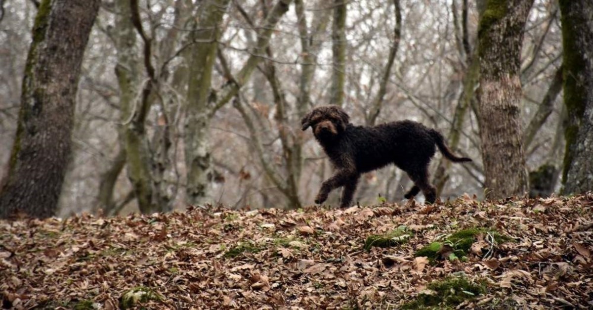 Arthur is a chocolate-colored Lagotto Romagnolo, a breed particularly gifted at finding truffles. (DHA Photo)