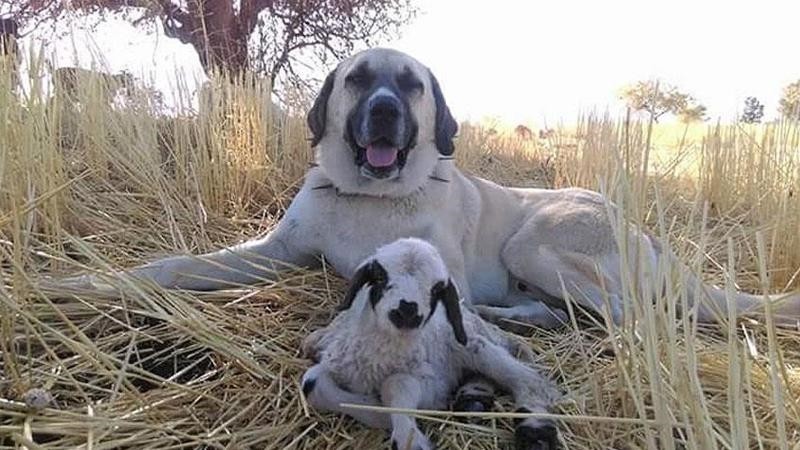 Photo Of Kangal Sheepdog Protecting Newborn Lamb In Eastern Turkey Goes Viral Daily Sabah