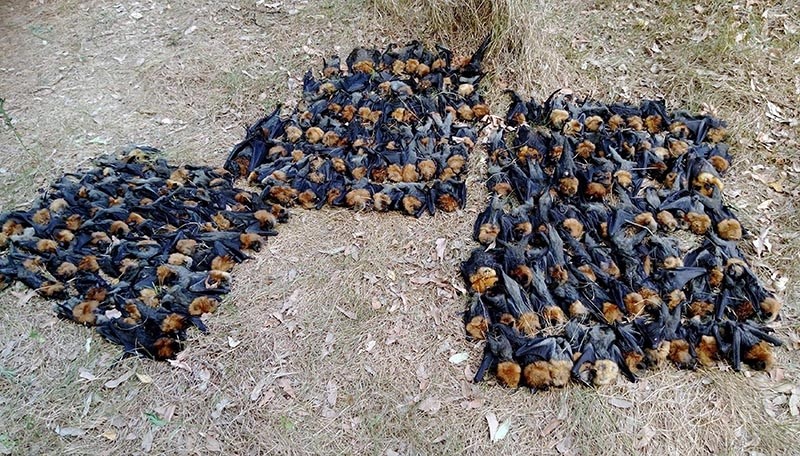 This handout picture taken Jan. 8, 2018 and released by Help Save the Wildlife and Bushlands in Campbelltown shows dead bats on the ground in Sydney. (AFP Photo)