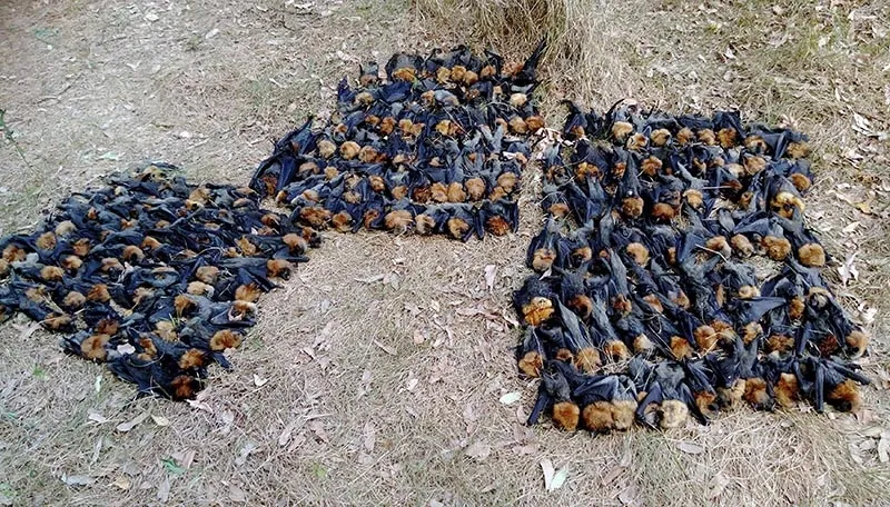 Over 500 Baby Bats Drop Dead In Record Sydney Heatwave Daily Sabah over-500-baby-bats-drop-dead-in-record-sydney-heatwave-daily-sabah