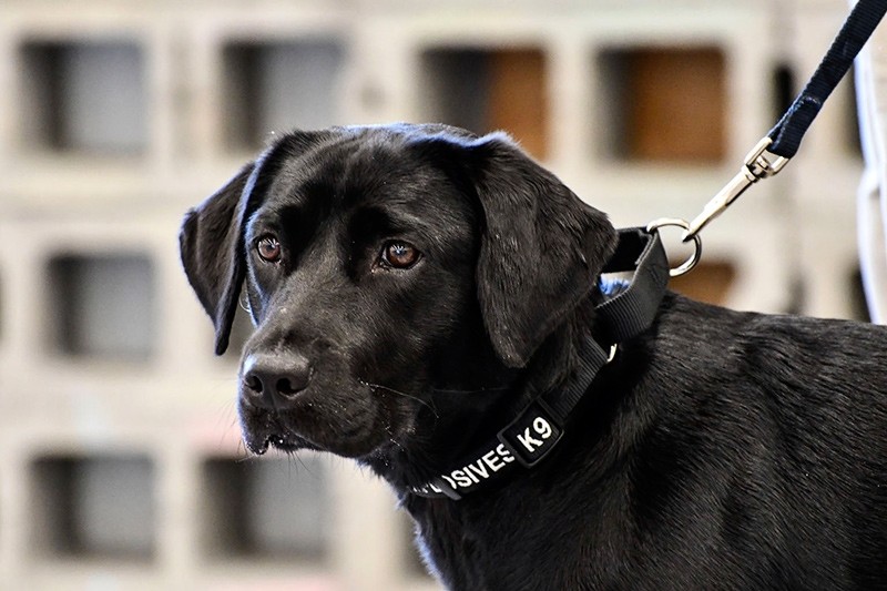 In this image provided by the CIA, young detector dog Lulu, during her initial training as a bomb detector dog (AP Photo)