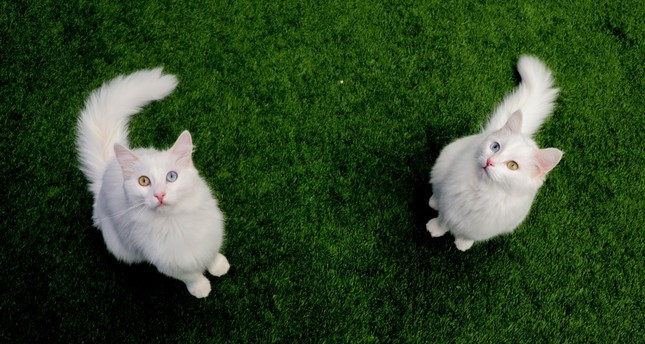 تركيا تمنح قطط وان الشهيرة بطاقات هوية لإظهار نسبها ومعلوماتها الحيوية