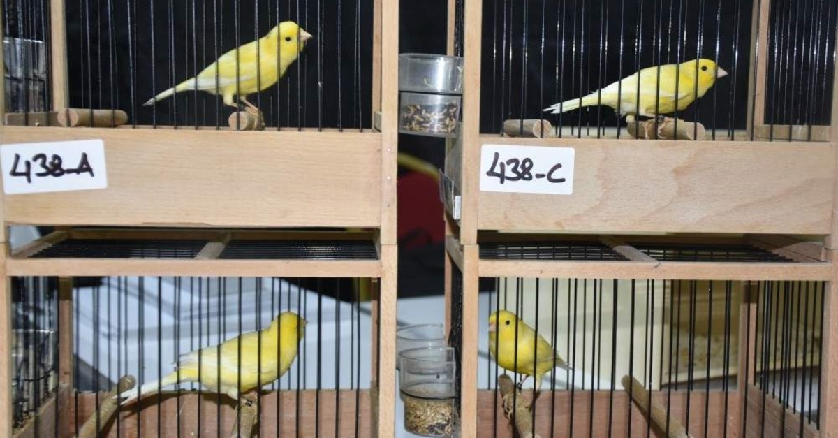 Canaries wait for their turn at a competition to sing the best tune. (AA Photo)
