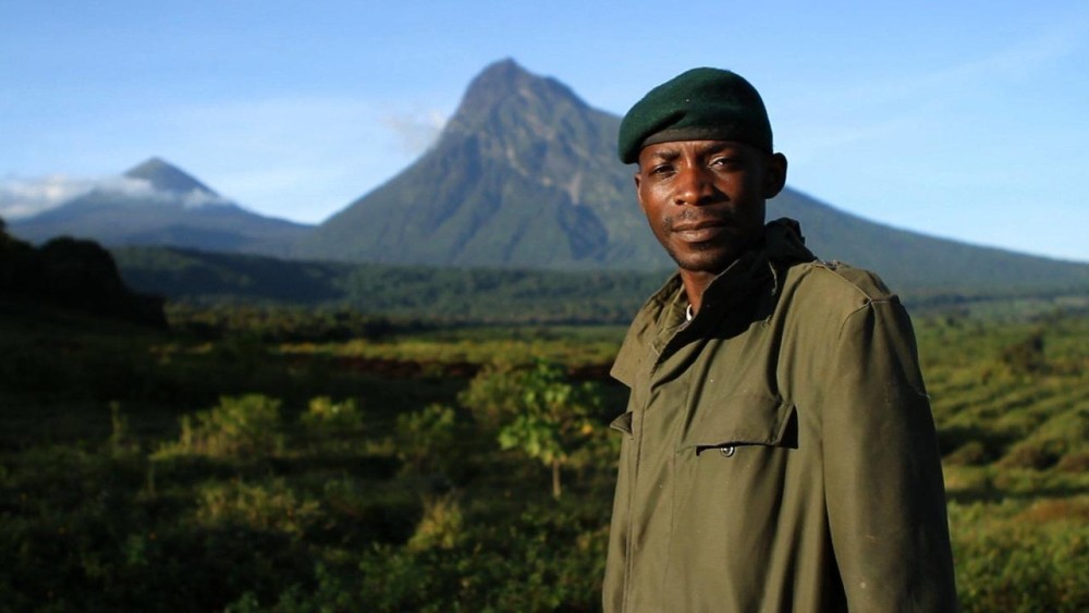 Two months after the film u201cVirungau201d premiered at 2014 Tribeca Film Festival, public outrage triggered the suspension of further exploration plans in the Virunga National Park, a UNESCO World Heritage site and refuge for endangered mountain gorillas.