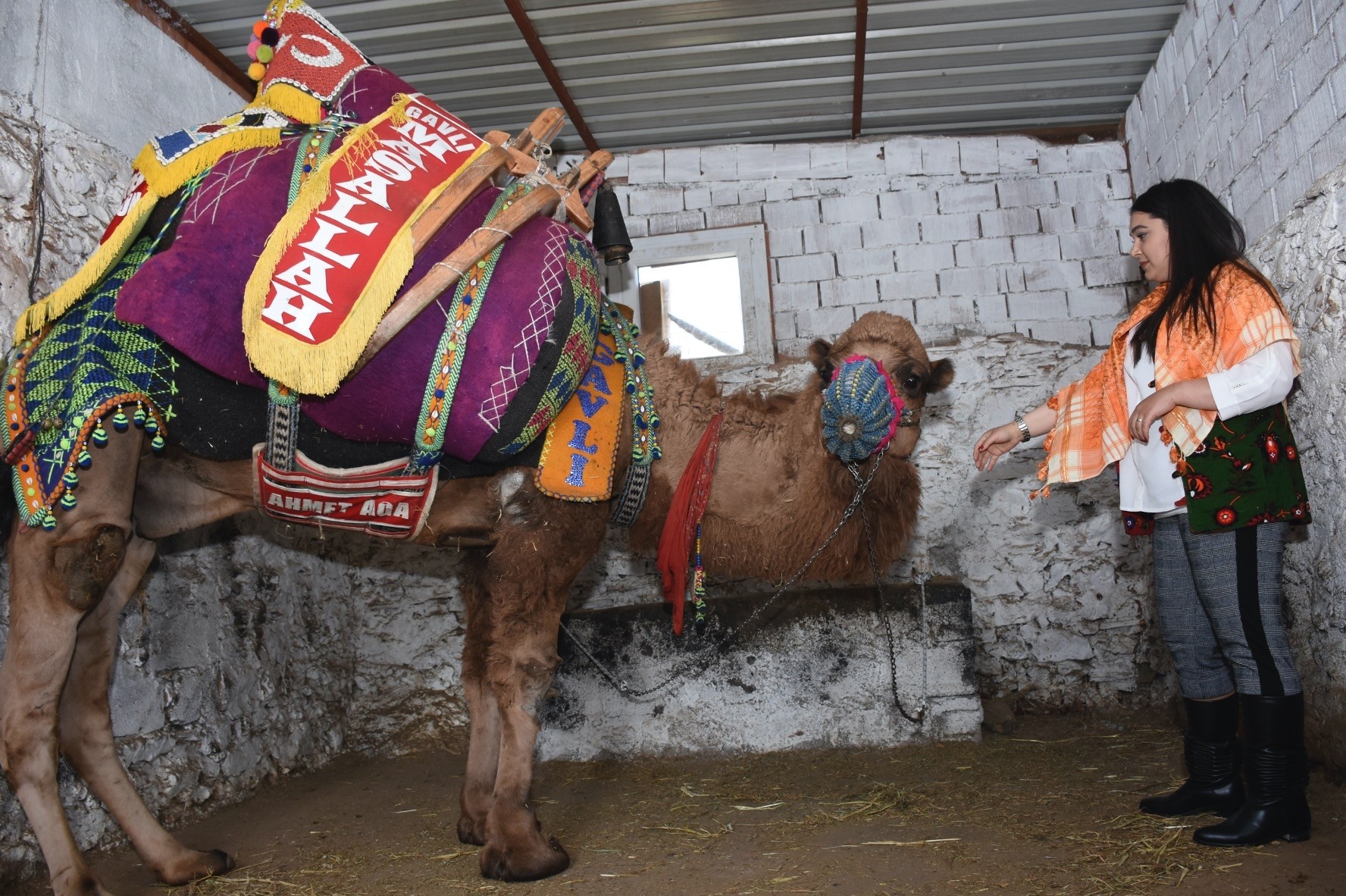 Wearing special cameleer boots and a scarf, u00dcnlu00fc hand-feeds and cares for her camel.
