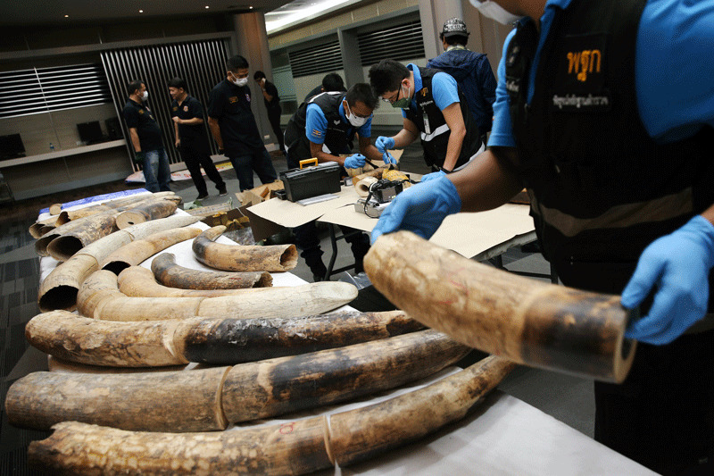Thai forensic experts work near confiscated elephant tusks after a news conference at the Customs Department in Bangkok, Thailand, January 12, 2018. (Reuters Photo)