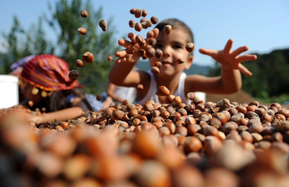 Turkey, the world's largest hazelnut exporter, saw its export volume between September 2017 and April 2018 increase by 24.6 percent compared to a year earlier, reaching $1.36 billion. 