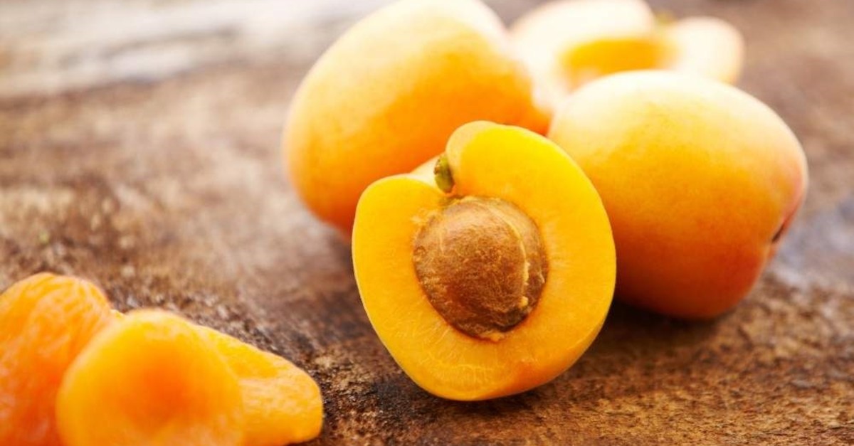 Apricot pit could hold power to prevent and cure cancer | Daily Sabah