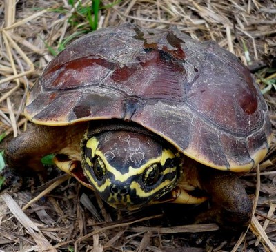 A snail-eating turtle (Malayemys isan). (WWF/Dr. Montri Sumontha via AFP)