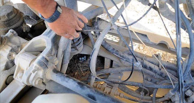 شركة مقاولات تركية توقف شاحنة عن العمل بعدما بنى زوج طيور عشه في محركها