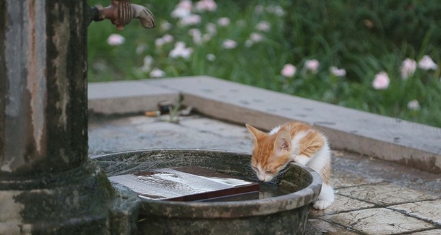 قطة تشرب من سبيل ماء في أنطاليا الأناضول