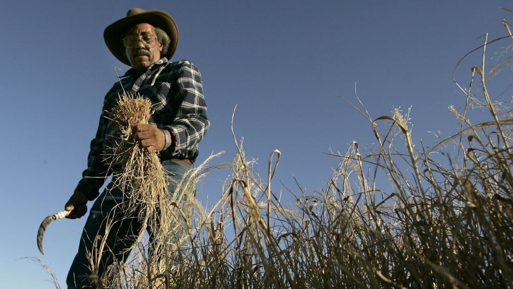 Some 6.5 million farmers produce 44 million quintals (9.7 billion pounds) of teff every year.