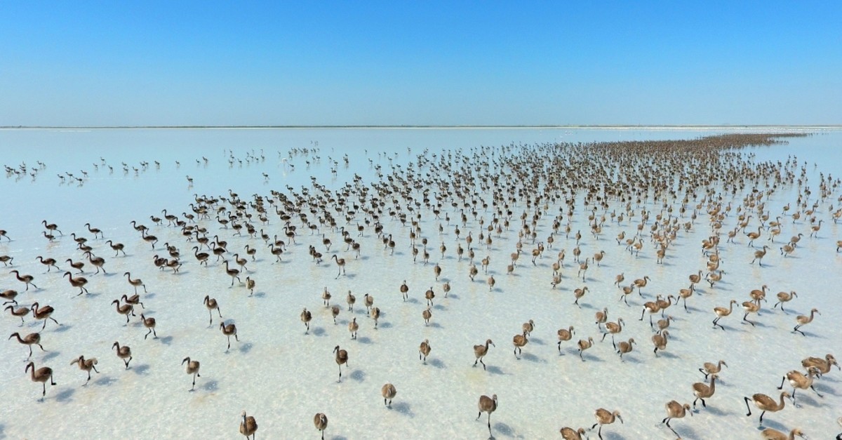 Lake Tuz is one of the most visited breeding grounds for flamingos.