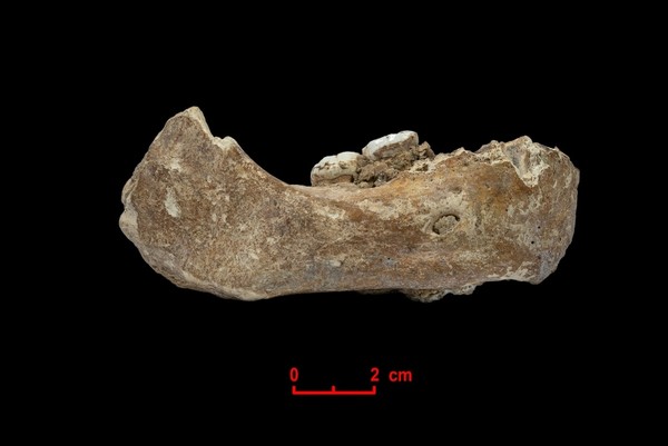 A handout photo made available by the Max Planck Institute for Evolutionary Anthropology on April 29, 2019 shows the Xiahe mandible, only represented by its right half, was found in 1980 in Baishiya Karst Cave. (AFP Photo)