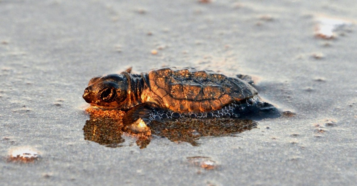 A baby loggerhead turtle finds its way to the sea.