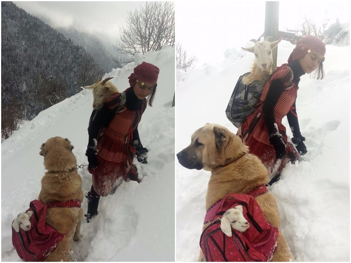 Girl carrying goat in her backpack goes viral for the cutest reason