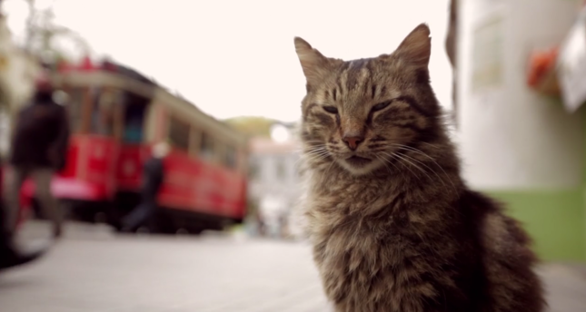 أمريكا.. عرض فلم وثائقي تركي يتناول حياة قطط إسطنبول
