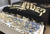 السلطات التركية تضبط أجزاء من حيوانات مهددة بالانقراض في إسطنبول